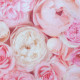 Утепленная кофта для девочки, джемпер, розовая. Нежные розы.